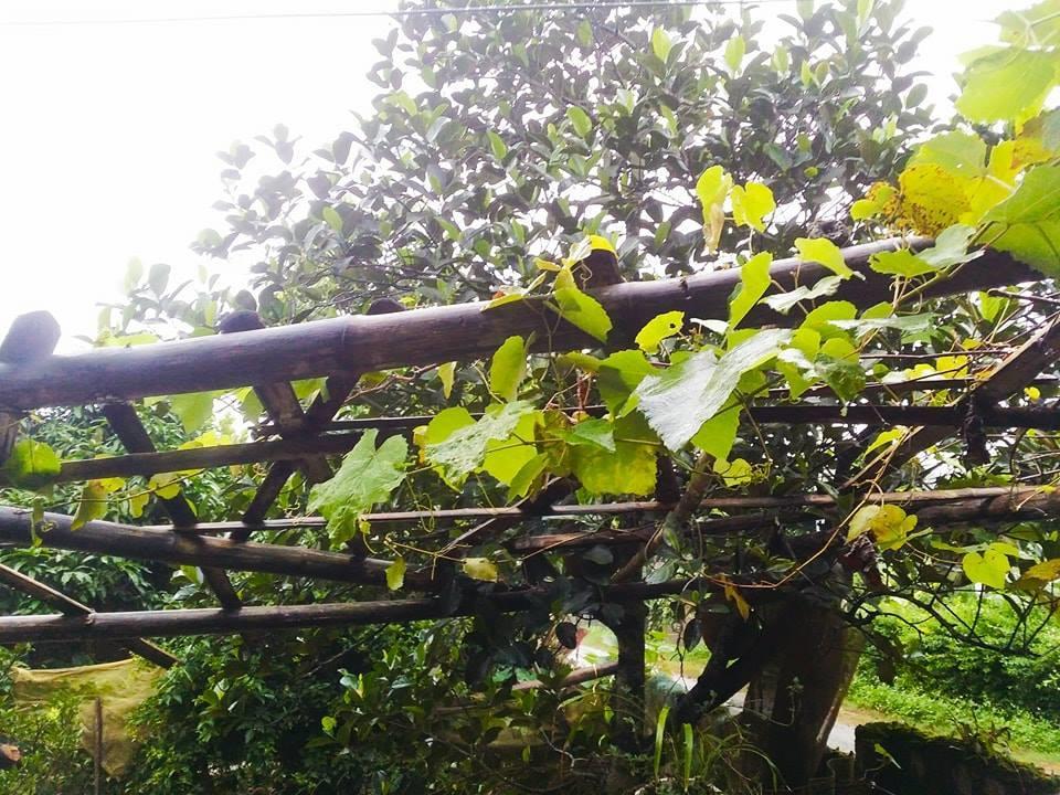 Homestay Moc Chau Zewnętrze zdjęcie
